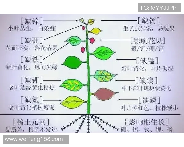 西安网球队区域防守策略解析与深度剖析 西安网球队区域防守策略解析与深度剖析
