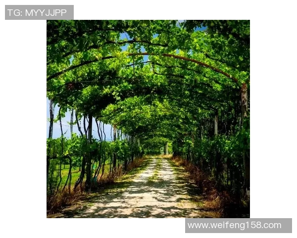 葡萄牙与绿色的碰撞：探索两者在文化与自然中的深刻联系与影响